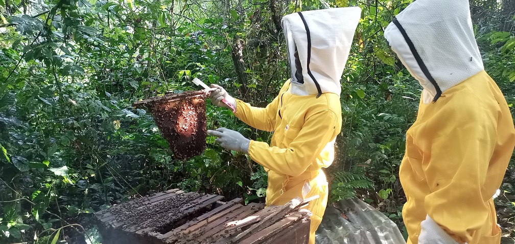 Protecting Sierra Leone’s Gola Rainforest National Park through Beekeeping: A Sweet Deal for Humans and Nature